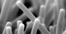 A scanning electron microscope image of nanowires. Each rod in the image is about 50 nanometers wide.